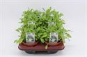 Bild von Rucola